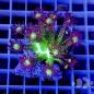 Preview: Goniopora Galaxie (Galaxy) das Original